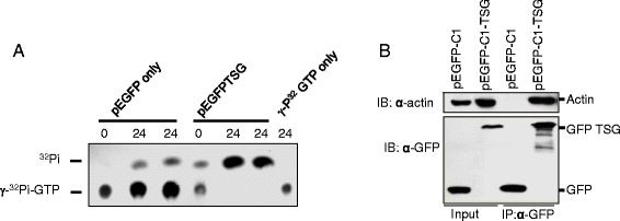 Fig. 8