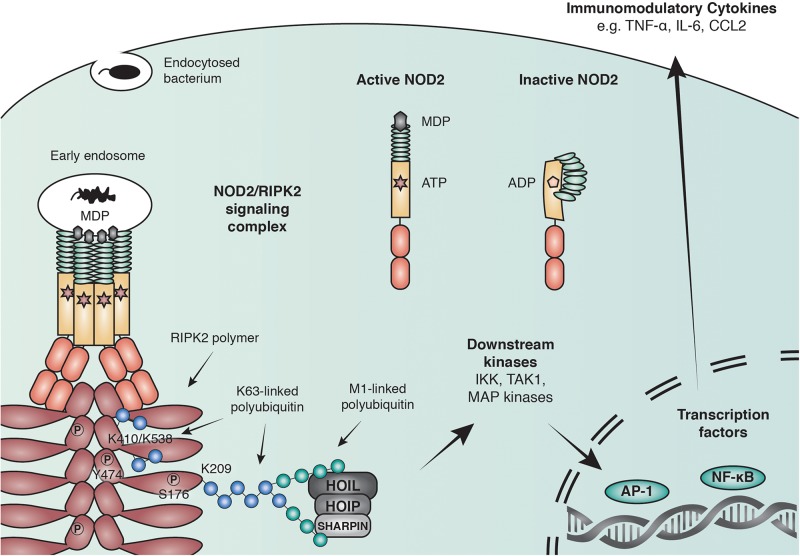 FIGURE 2