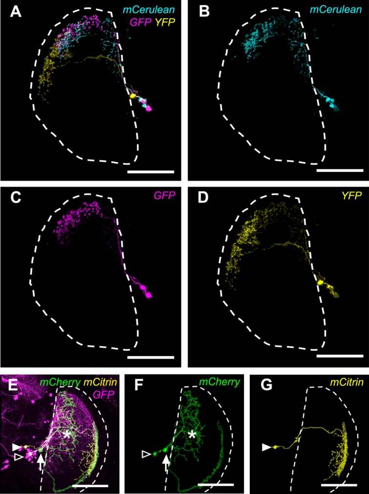 Figure 7