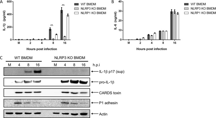 FIG 2