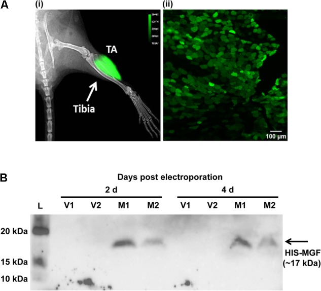 FIGURE 1