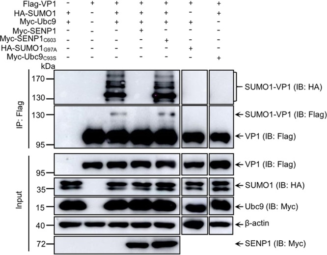 FIG 2