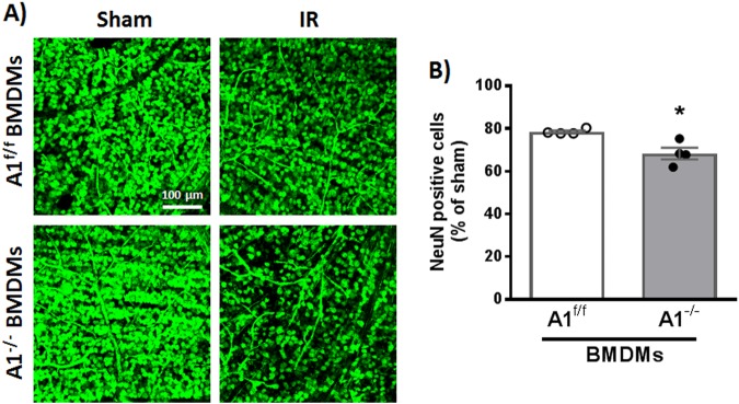 Fig. 8