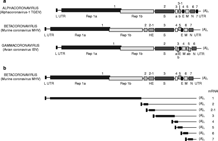 Genome organization of Alpha-, Beta-, and Gammacoronavirus prototypes (A) and transcription map of Murine coronavirus MHV (B). Fig. 3