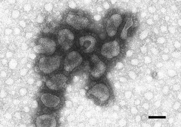 Betacoronavirus-1 (BCoV). Fig. 1