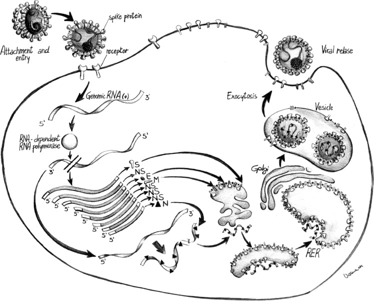 Alpha-, Beta-, and Gammacoronavirus replication cycle. Fig. 2