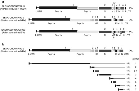 Genome organization of Alpha-, Beta-, and Gammacoronavirus prototypes (A) and transcription map of Murine coronavirus MHV (B). Fig. 3