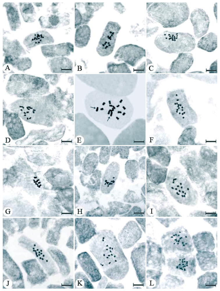Figure 1. A–L 