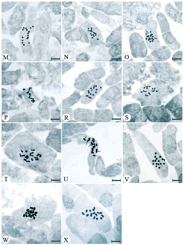 Figure 1. M–X 