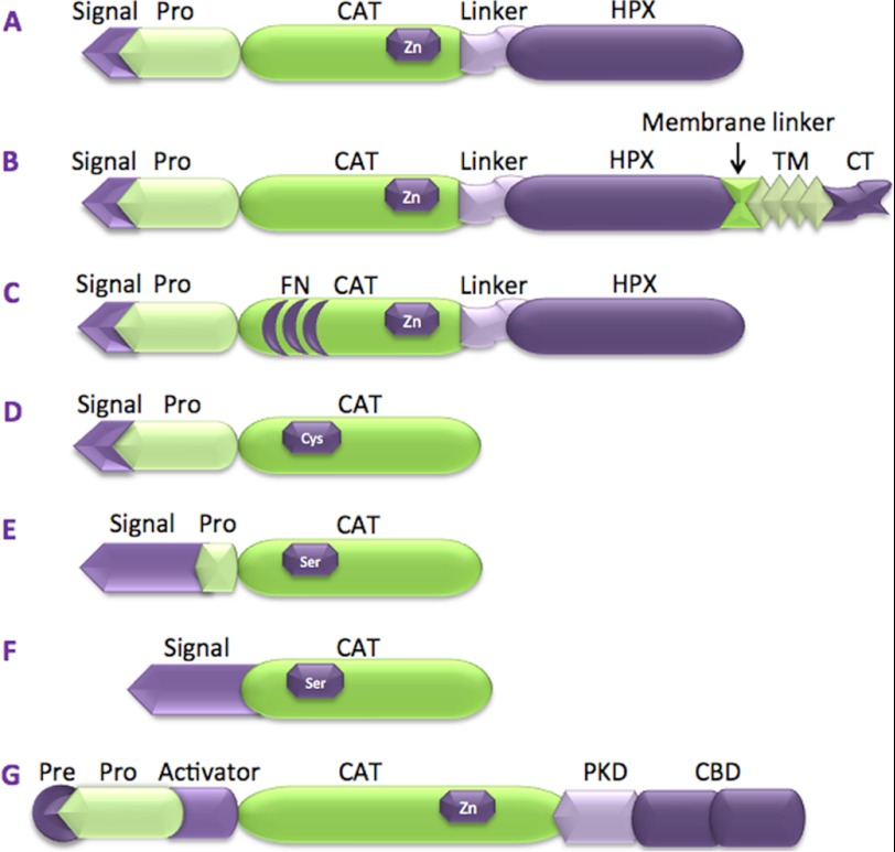 FIGURE 1.