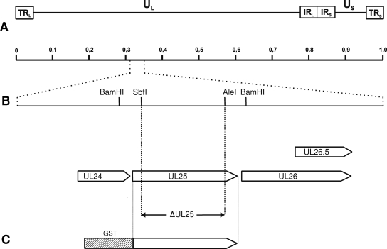 FIG. 1.