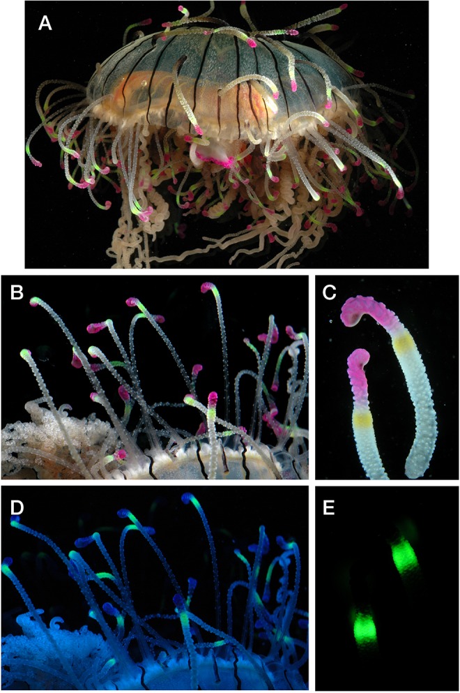 Fig. 1.