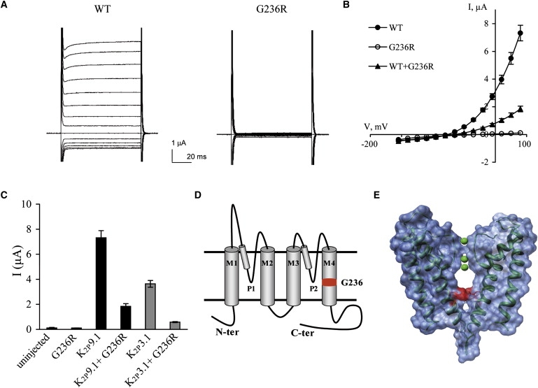 Figure 4