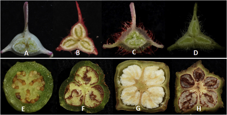 Fig. 12