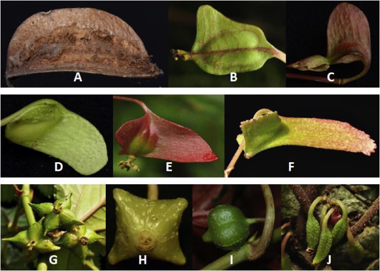 Fig. 11