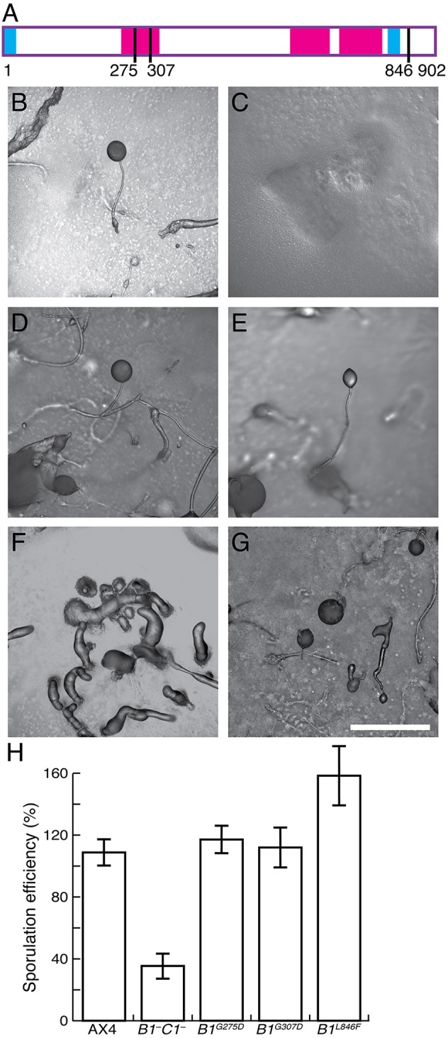 Fig. 6.