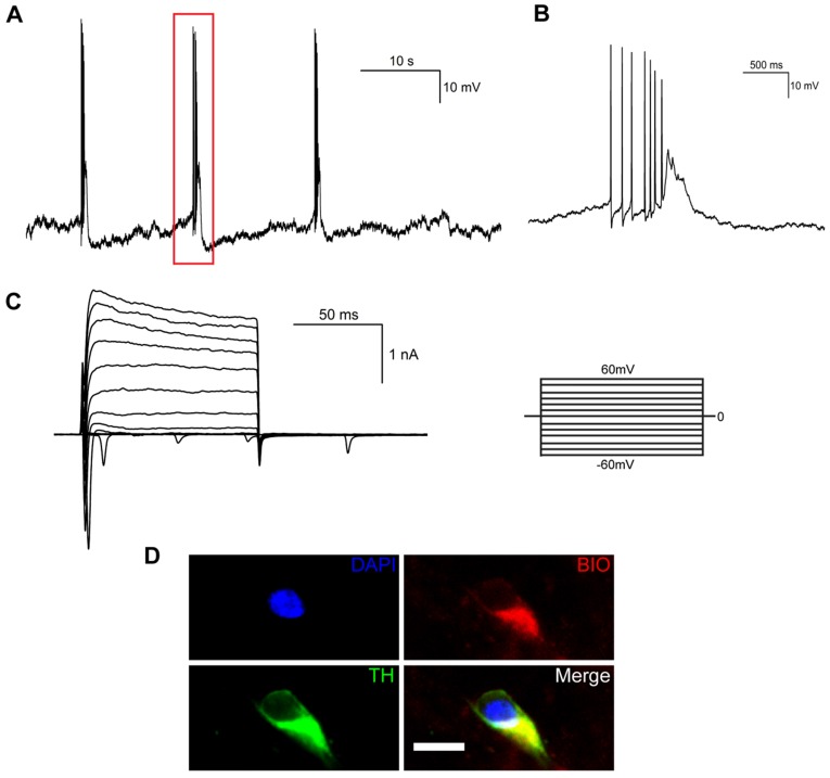 Figure 5