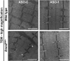 Fig. 5.