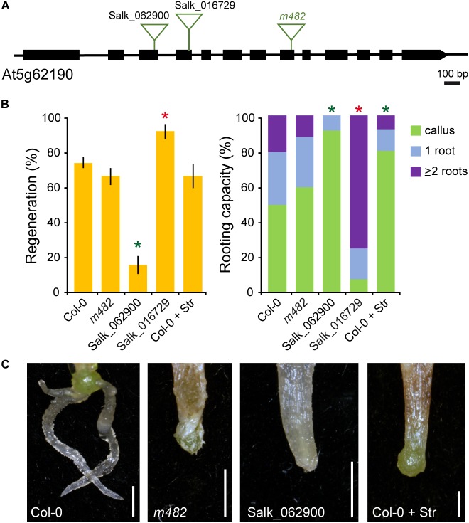 FIGURE 6