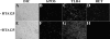 F<sc>igure</sc> 2.