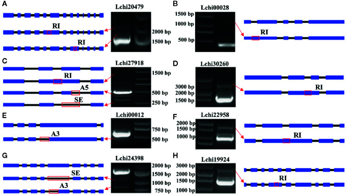 Figure 11