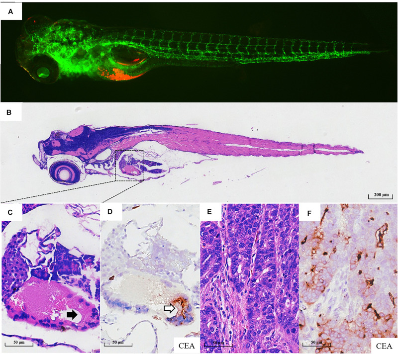 FIGURE 3