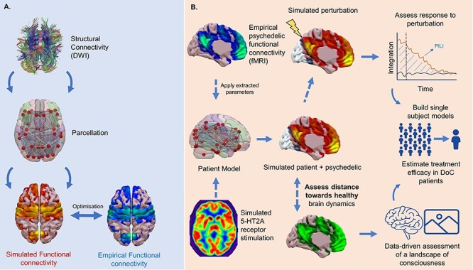 Two-part illustration of how whole brain computational models could be implemented. On the left, the construction of a whole brain model based on functional connectivity. On the right, simulating and assessing a psychedelic perturbation within such models.