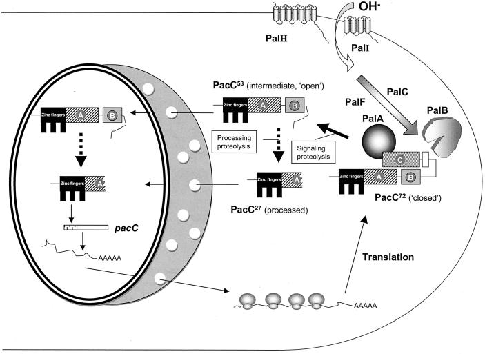 FIG. 4.