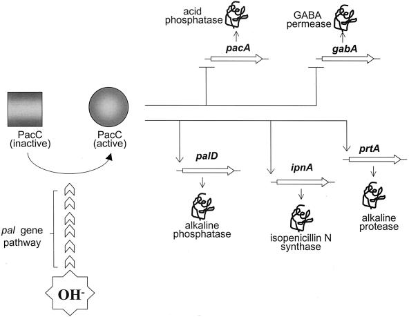 FIG. 1.