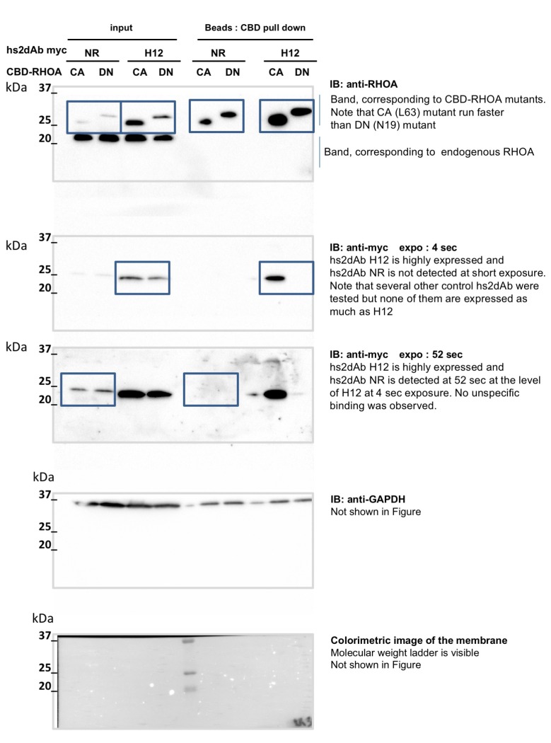 Figure 5—figure supplement 3.
