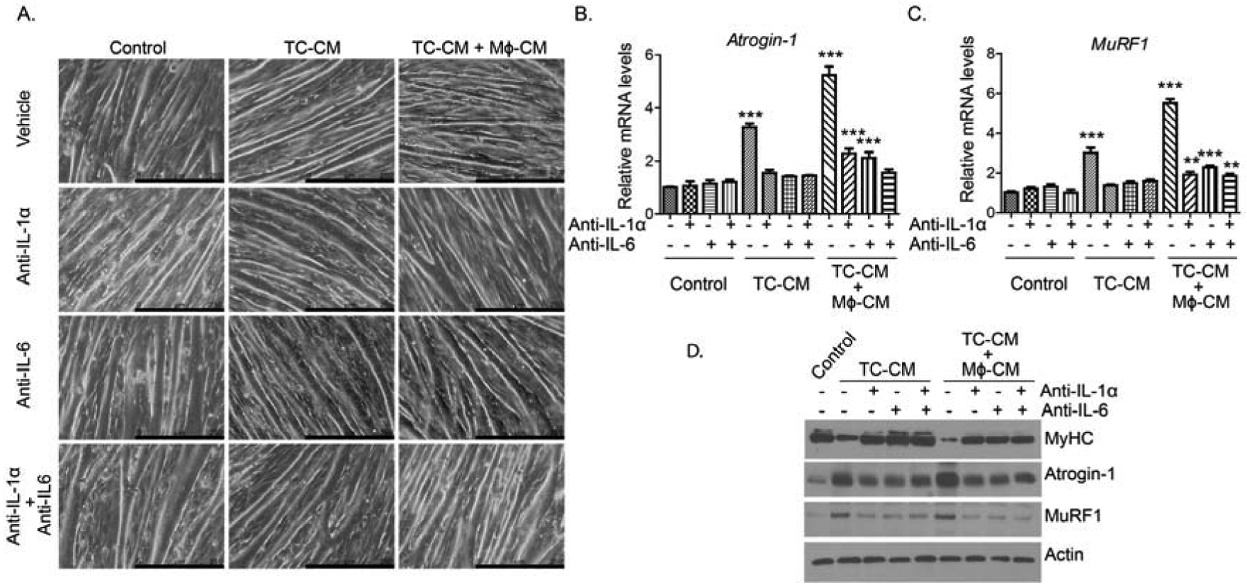 Figure 6: