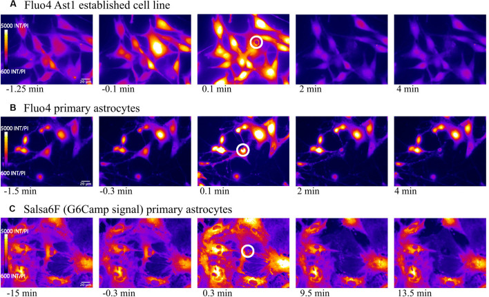 FIGURE 1