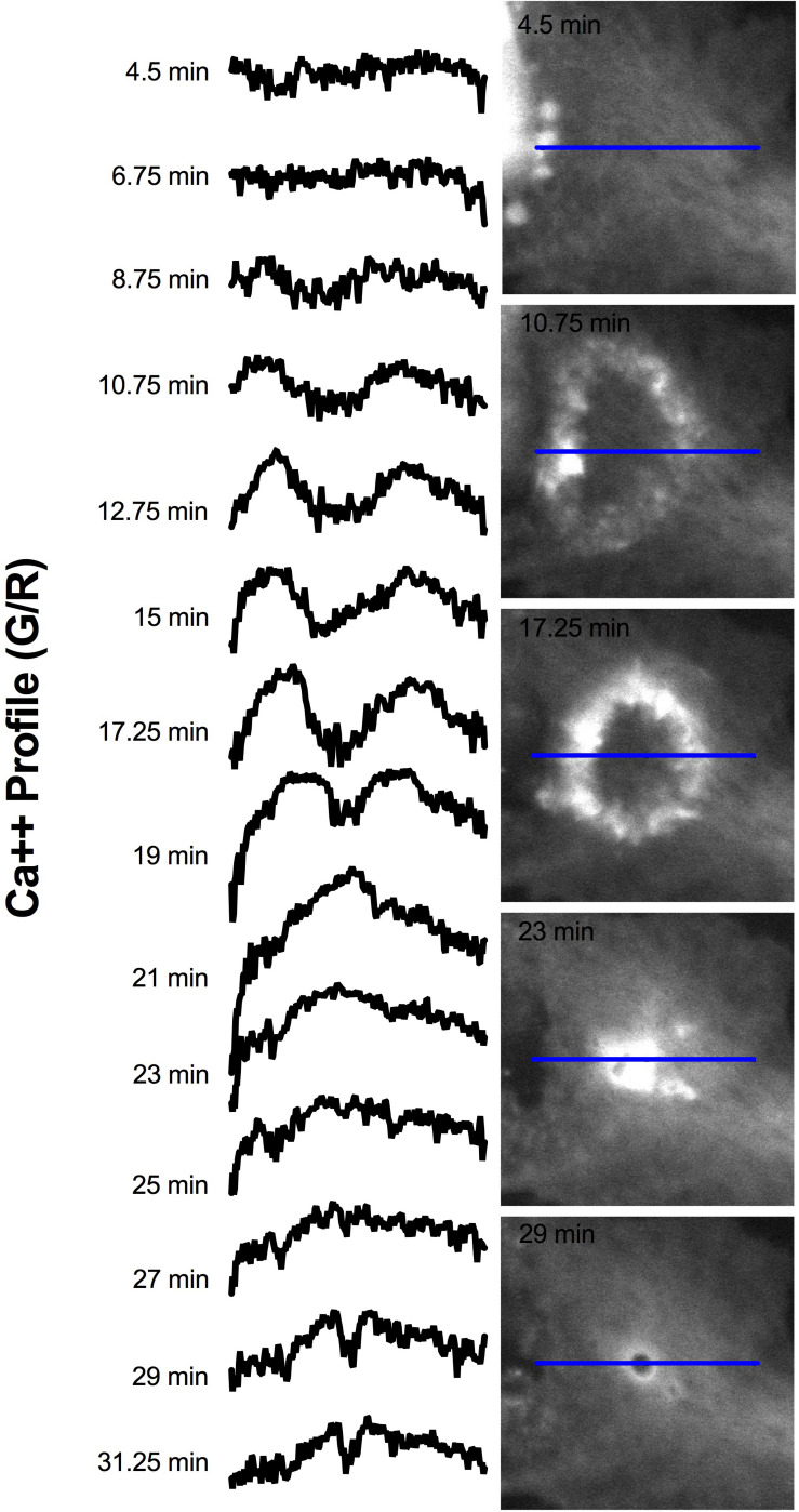 FIGURE 12