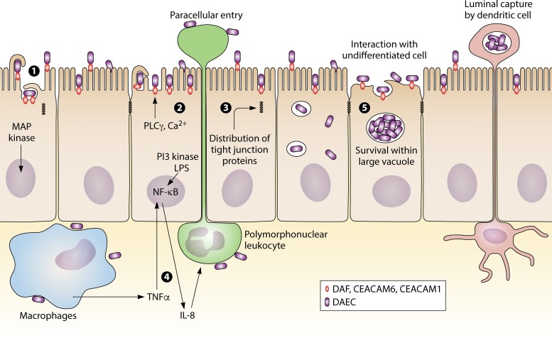 FIG 2