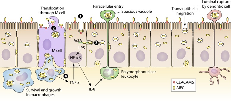 FIG 1