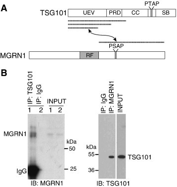 Abnormal regulation of TSG101 in mice with spongiform neurodegeneration ...