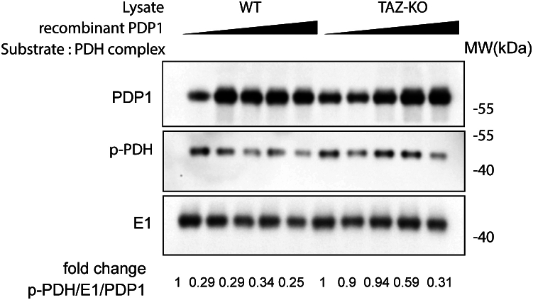 Figure 5