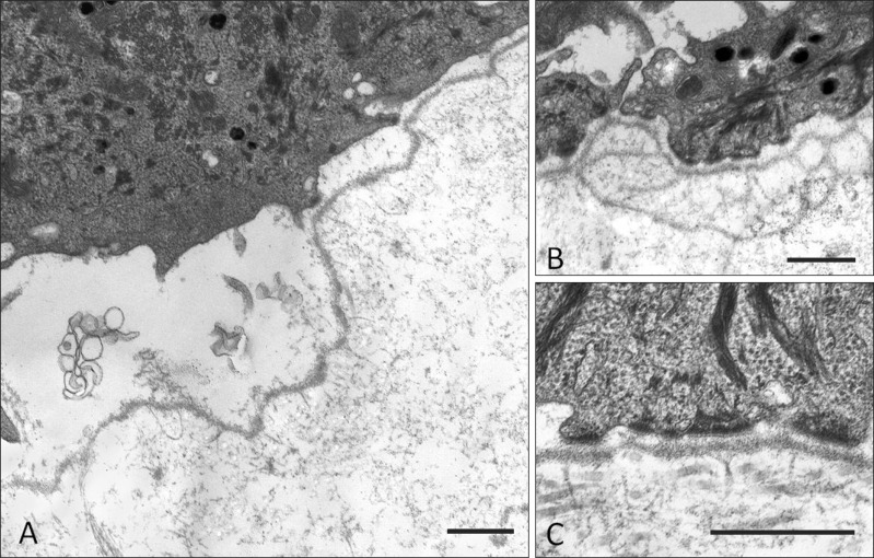 Fig. 8