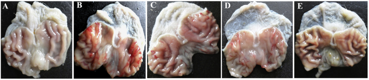 Fig. 2