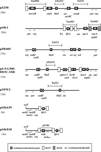 FIGURE 2