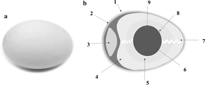 Fig. 1