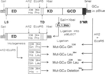 graphic file with name pnas01067-0434-a.jpg