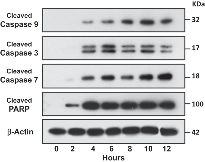 Figure 7. 