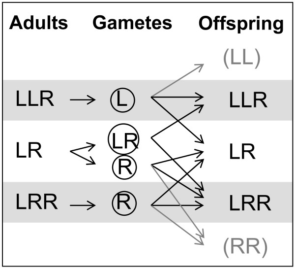 Coexistence of diploid and triploid hybrid water frogs: population ...