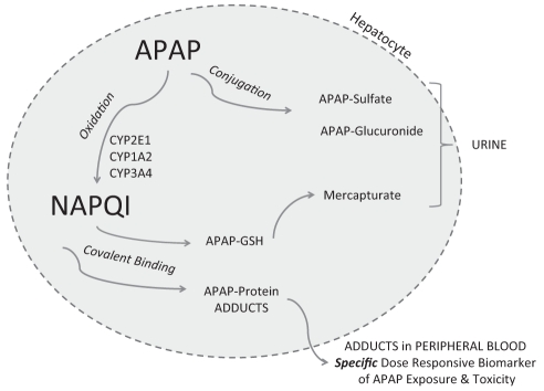 Figure 1)