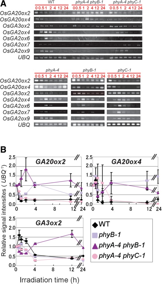 Fig. 4