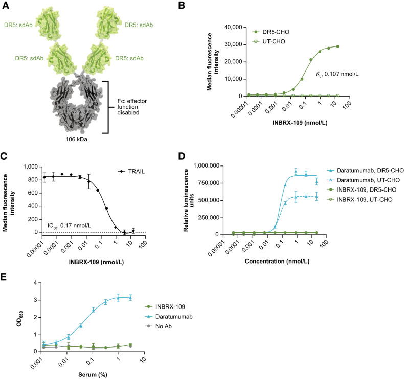 Figure 1. INBRX-109 characterization. A, Schematic representation of INBRX-109 structure. B, Representative binding curve of INBRX-109 on ExpiCHO-S transfected with full-length human DR5; untransfected ExpiCHO-S cells served as a negative control. Apparent affinity of the observed binding interaction was determined using a One Site total analysis. C, INBRX-109 competition with TRAIL for binding to DR5 expressed by ExpiCHO-S cells. Detection of a constant concentration of TRAIL (3.5 nmol/L) in the presence of increasing concentrations of INBRX-109 is shown. D, ADCC capability of INBRX-109 was evaluated in the Promega Jurkat CD16a (V158) ADCC reporter assay using DR5-transfected ExpiCHO-S cells as targets and untransfected cells as negative controls. Daratumumab, the target of which is expressed on Jurkat cells, serves as a positive control. E, The ability of INBRX-109 to bind the complement component C1q contained within normal human serum was measured by ELISA. Daratumumab is used as a positive control. Abbreviations: Ab, antibody; ADCC, antibody-dependent cellular cytotoxicity; CDC, complement-dependent cytotoxicity; CHO, Chinese hamster ovary cells; DR5, death receptor 5; Fc, crystallizable fragment; Kd, equilibrium dissociation constant; sdAb, single-domain antibody; UT, untransfected.