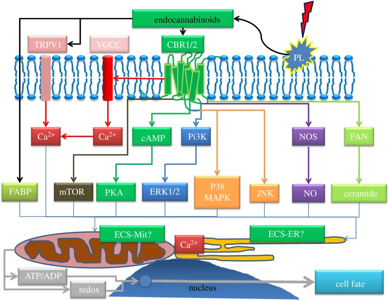 Figure 1.