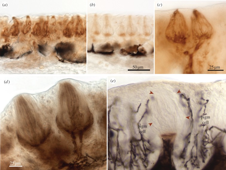 Figure 2.