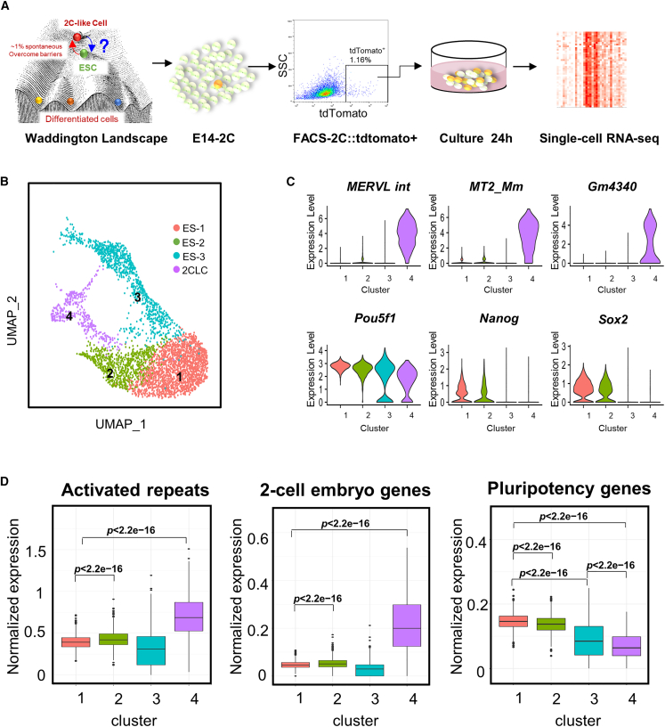 Cell cycle heterogeneity directs spontaneous 2C state entry and exit in ...